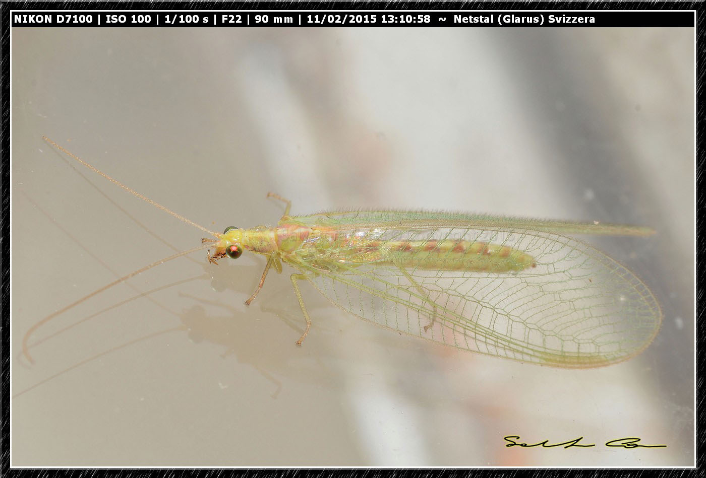 Chrysopidae